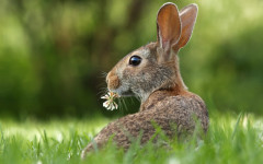 Desktop image. Animals. ID:98184