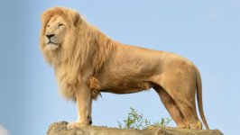 Desktop wallpaper. Animals. ID:98551