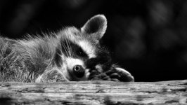 Desktop wallpaper. Animals. ID:99166