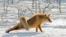 Desktop wallpaper. Animals. ID:99760