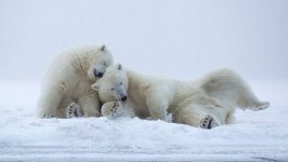 Desktop wallpaper. Animals. ID:99787