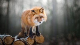 Desktop wallpaper. Animals. ID:99975