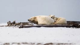 Desktop wallpaper. Animals. ID:99996