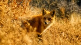 Desktop wallpaper. Animals. ID:103907