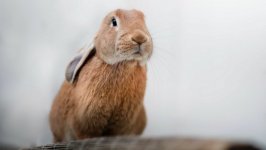Desktop wallpaper. Animals. ID:104204