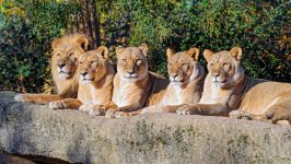 Desktop wallpaper. Animals. ID:135533