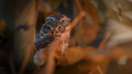 Desktop wallpaper. Animals. ID:108324