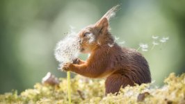 Desktop wallpaper. Animals. ID:108325
