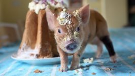 Desktop wallpaper. Animals. ID:108504