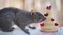 Desktop wallpaper. Animals. ID:108549