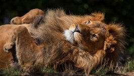 Desktop wallpaper. Animals. ID:108707