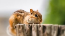 Desktop wallpaper. Animals. ID:108772