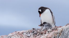 Desktop wallpaper. Animals. ID:108805