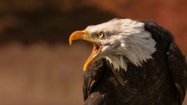 Desktop wallpaper. Animals. ID:109394