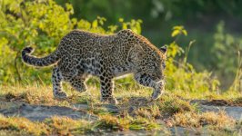 Desktop wallpaper. Animals. ID:110277