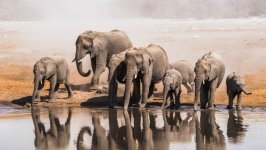 Desktop wallpaper. Animals. ID:110339