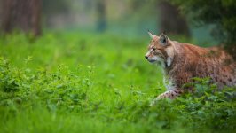 Desktop wallpaper. Animals. ID:110701