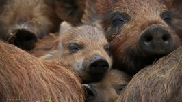 Desktop wallpaper. Animals. ID:111440