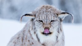 Desktop wallpaper. Animals. ID:111446