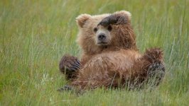Desktop wallpaper. Animals. ID:112316
