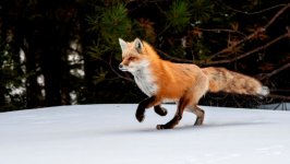 Desktop wallpaper. Animals. ID:112426