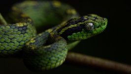 Desktop wallpaper. Animals. ID:113303