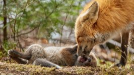 Desktop wallpaper. Animals. ID:114802