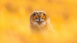 Desktop wallpaper. Animals. ID:115108