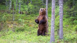 Desktop wallpaper. Animals. ID:115367