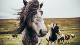 Desktop wallpaper. Animals. ID:134502