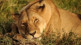 Desktop image. Animals. ID:133839