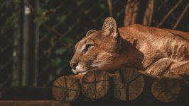 Desktop wallpaper. Animals. ID:118428