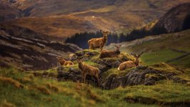 Desktop wallpaper. Animals. ID:119427