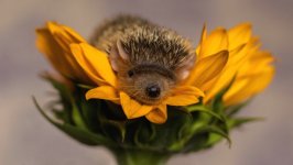 Desktop wallpaper. Animals. ID:120037