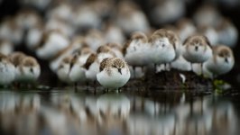 Desktop image. Animals. ID:132737
