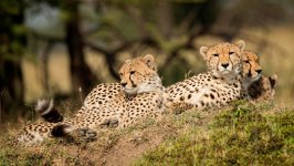 Desktop wallpaper. Animals. ID:120546