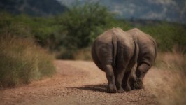 Desktop wallpaper. Animals. ID:120651
