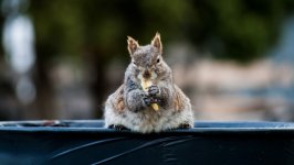 Desktop wallpaper. Animals. ID:120684