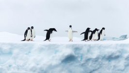 Desktop wallpaper. Animals. ID:120929