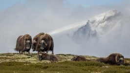 Desktop wallpaper. Animals. ID:120939