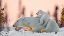 Desktop wallpaper. Animals. ID:121034
