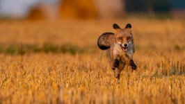 Desktop wallpaper. Animals. ID:121083
