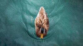 Desktop wallpaper. Animals. ID:121307