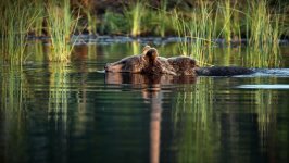 Desktop wallpaper. Animals. ID:121618