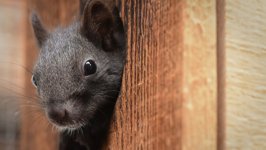 Desktop wallpaper. Animals. ID:121655