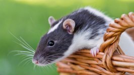 Desktop wallpaper. Animals. ID:121887