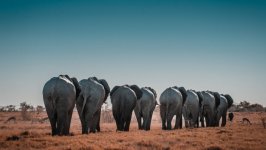 Desktop wallpaper. Animals. ID:121958