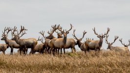 Desktop image. Animals. ID:132707