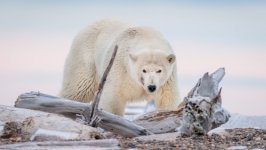 Desktop wallpaper. Animals. ID:122487