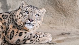 Desktop wallpaper. Animals. ID:123137